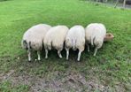 Beltex rams