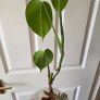 Reverted monstera albo Image 3