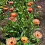 (C) Marigold Sunset Buff seeds 1g Limited Stock (414888) Image 3