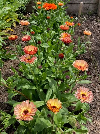 (C) Marigold Sunset Buff seeds 1g Limited Stock (414888)