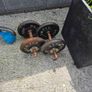 kettle bells Image 4