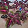 Coleus House Plants Image 3