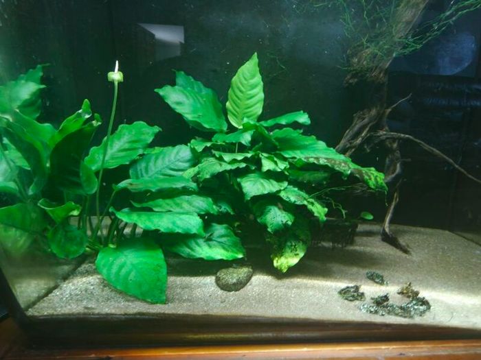 Fish tank with accessories and shrimps