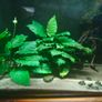 Fish tank with accessories and shrimps Image 2