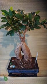 Over 10 year old Bonsai