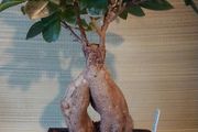 Over 10 year old Bonsai