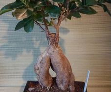 Over 10 year old Bonsai