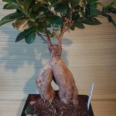 Over 10 year old Bonsai