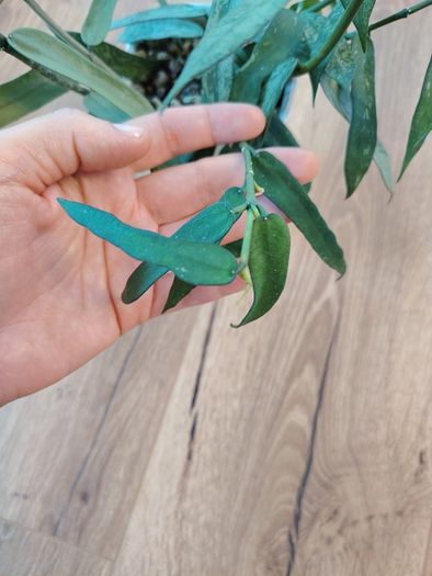 Hoya pandurata