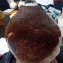 Taxidermy Mallard Duck Image 4