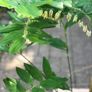 Solomon's seal plant Image 4