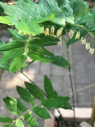 Solomon's seal plant