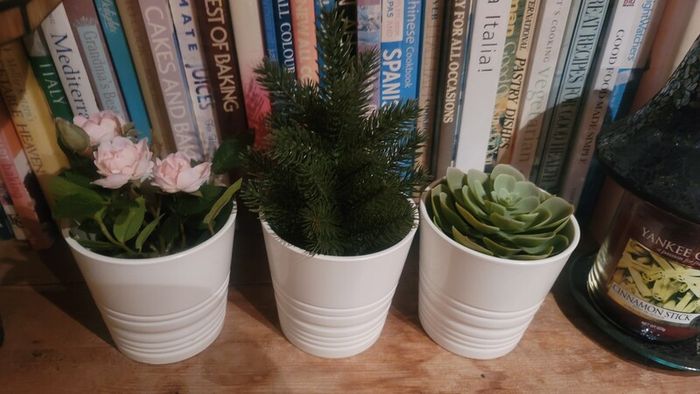 Artificial Plants in Matching Ceramic Plant Pots x3