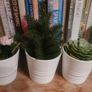 Artificial Plants in Matching Ceramic Plant Pots x3 Image 9