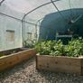 Polytunnel and top quality Raised Beds Image 4