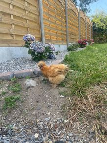 Buff Silkie Pullet