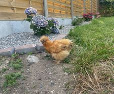 Buff Silkie Pullet