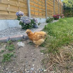 Buff Silkie Pullet