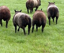 Blue Texel Rams