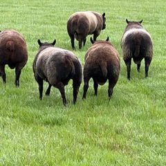 Blue Texel Rams