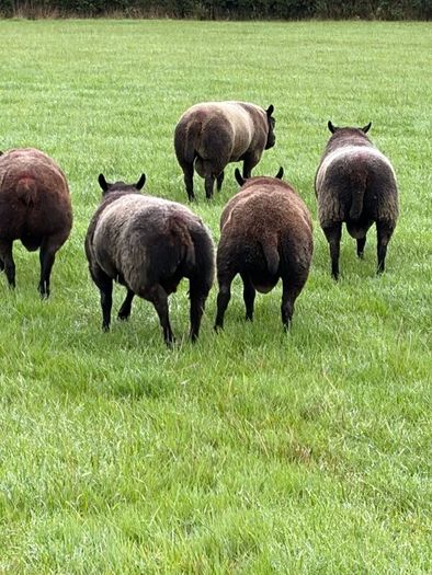 Blue Texel Rams
