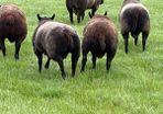 Blue Texel Rams