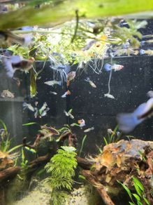 young guppie fish