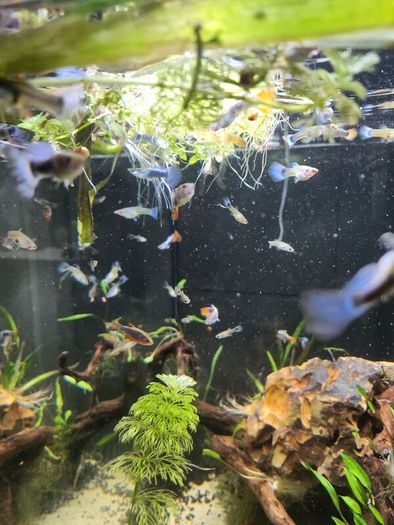 young guppie fish