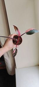 Philodendron Pink Princess Plant