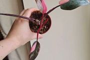 Philodendron Pink Princess Plant