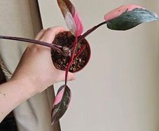 Philodendron Pink Princess Plant