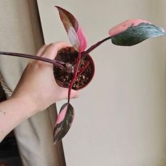Philodendron Pink Princess Plant