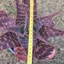 Aloe Maculata (Soap Aloe) Mature Plant for Sale Image 3