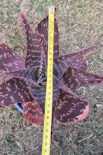 Aloe Maculata (Soap Aloe) Mature Plant for Sale