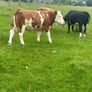 Cattle Image 9