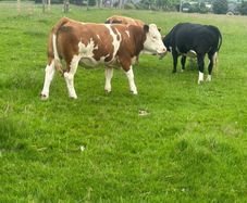 Cattle