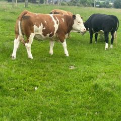 Cattle