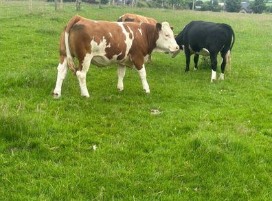 Cattle
