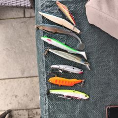sea bass lures