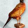 Vintage Taxidermy Pheasant Mount Image 10