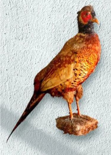 Vintage Taxidermy Pheasant Mount