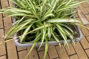 spider plant