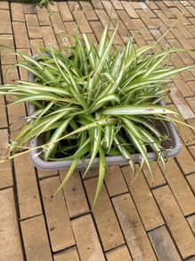 spider plant