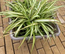 spider plant