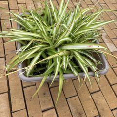 spider plant