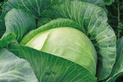 (C) White Cabbage Polar seeds 3g (123476)