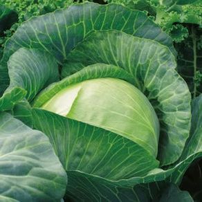 (C) White Cabbage Polar seeds 3g (123476)