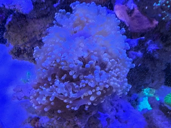 coral