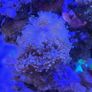 coral Image 10