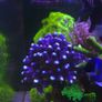 Milka Marine Coral Image 2